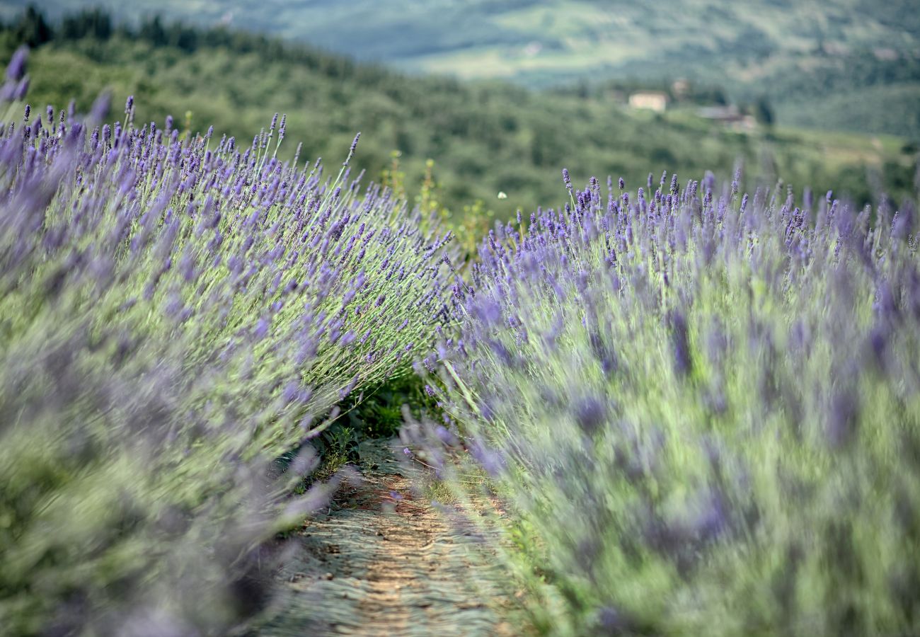 Ferienwohnung in Panzano - Luxury Chianti in Olive in Panzano Chianti